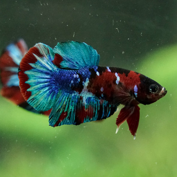 Multicolor/Galaxy Koi Plakat -16 weeks Old