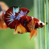 Multicolor/Galaxy Koi Plakat -16 weeks Old