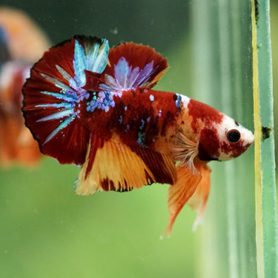 Multicolor/Galaxy Koi Plakat -16 weeks Old