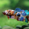 Multicolor/ Galaxy Koi Plakat - Female- 13 Weeks Old - Breeder Grade