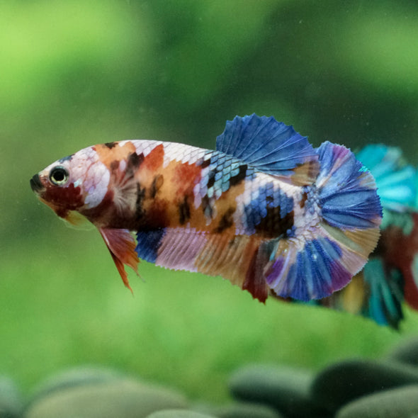 Multicolor/ Galaxy Koi Plakat - Female- 13 Weeks Old - Breeder Grade