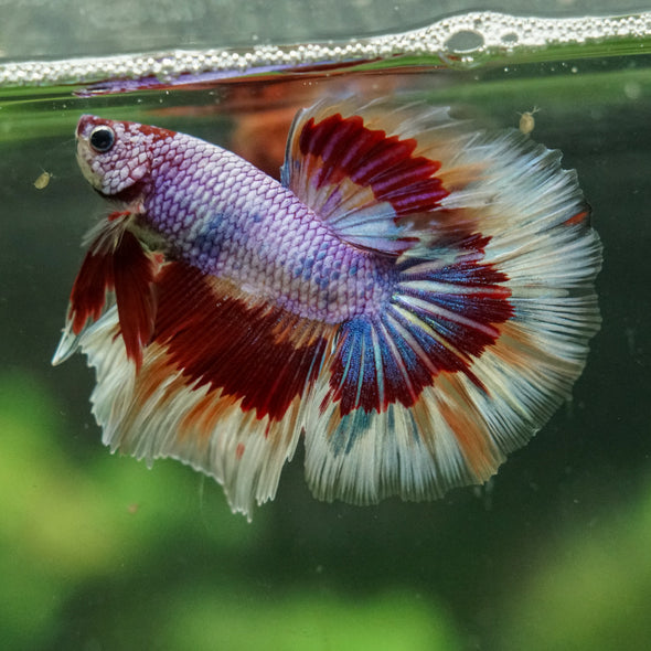 Galaxy/Candy Koi Halfmoon - 14 weeks old