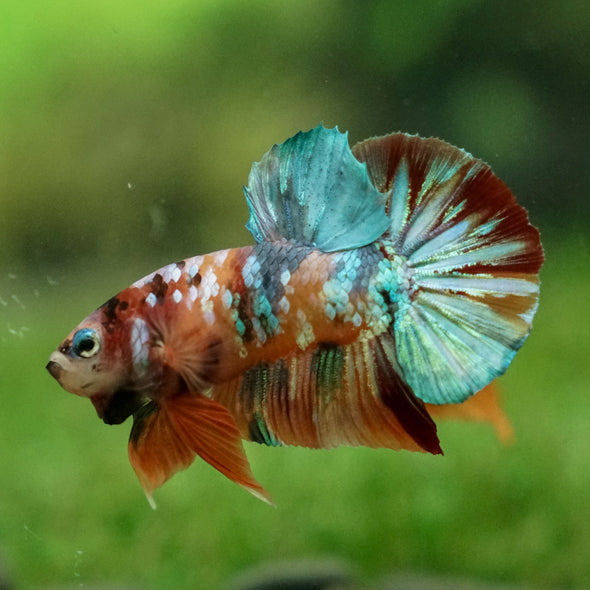 Multicolor/Galaxy Koi Plakat -13 weeks Old