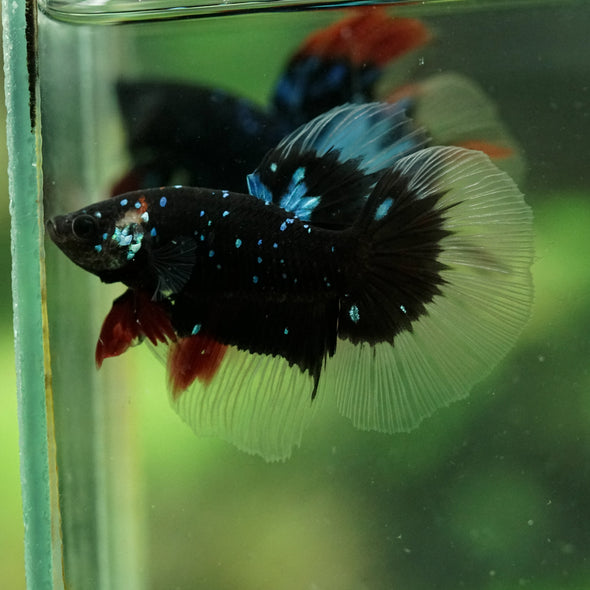 Black Base Galaxy/Candy Koi Halfmoon - 14 weeks old