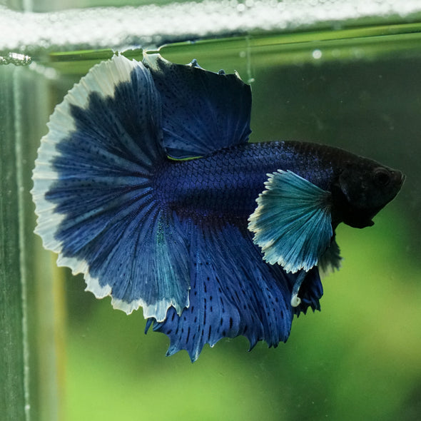 Dumbo Halfmoon - 12 weeks old