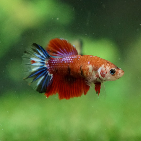 Multicolor/ Galaxy Koi Halfmoon - Female- 13 Weeks Old