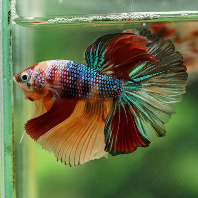 Galaxy/Candy Koi Halfmoon - 14 weeks old
