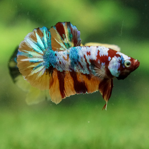 Multicolor/Galaxy Koi Plakat -13 weeks Old