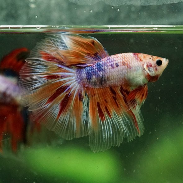 Galaxy/Candy Koi Halfmoon - 13 weeks old