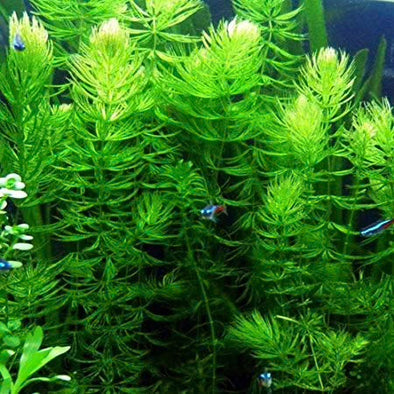 Hornwort (Coontail) Live Fish Tank Plants Aquarium Plant