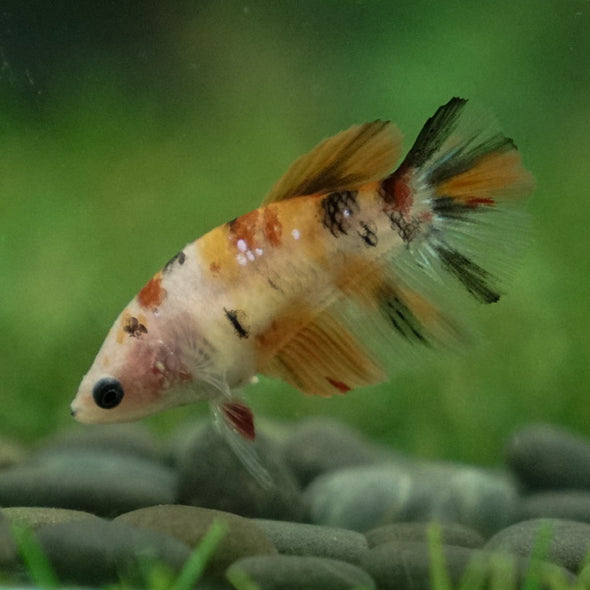 Multicolor/ Galaxy Koi Halfmoon- Female- 13 Weeks Old