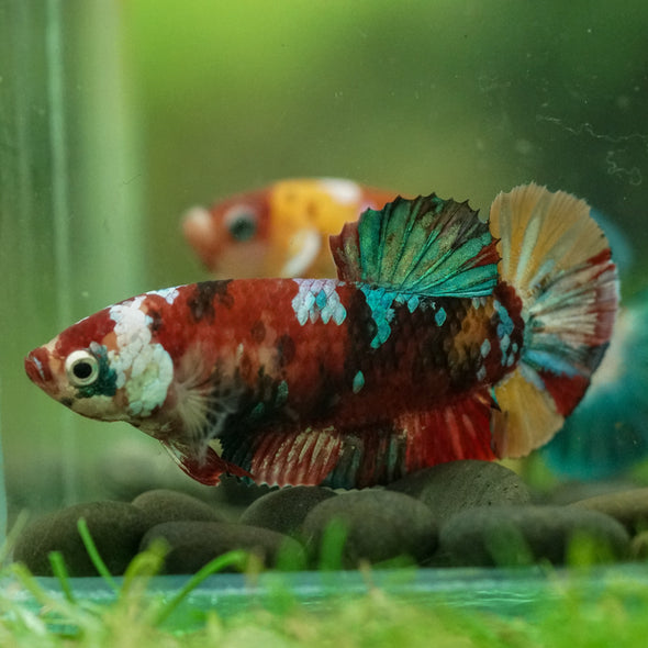 Multicolor/ Galaxy Koi Plakat- Female- 13 Weeks Old
