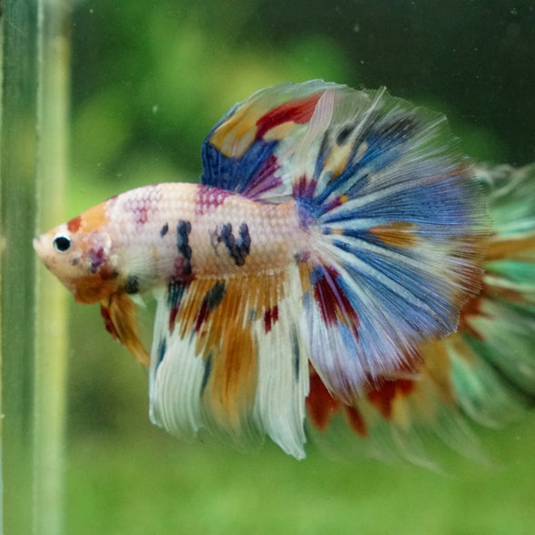 Galaxy/Candy Koi Halfmoon - 13 weeks old