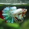 Galaxy/Candy Koi Halfmoon - 14 weeks old