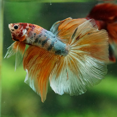 Galaxy/Candy Koi Halfmoon - 14 weeks old