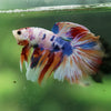 Galaxy/Candy Koi Halfmoon - 14 weeks old