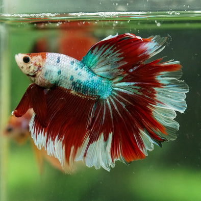 Galaxy/Candy Koi Halfmoon - 14 weeks old