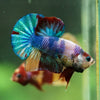 Multicolor/Galaxy Koi Plakat -16 weeks Old