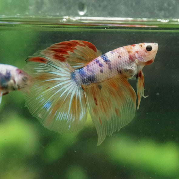 Galaxy/Candy Koi Halfmoon - 14 weeks old