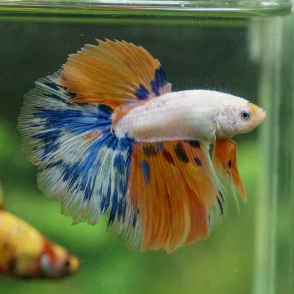 Galaxy/Candy Koi Halfmoon - 13 weeks old