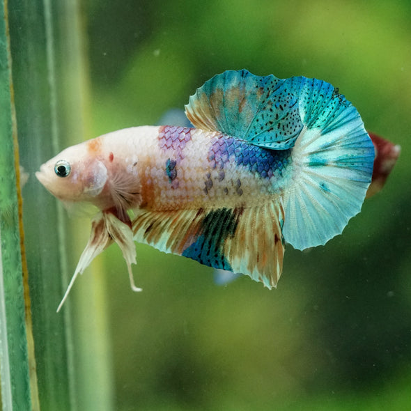 Multicolor/Galaxy Koi Plakat -11 weeks Old