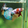 Multicolor/Galaxy Koi Plakat -10 weeks Old