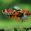 Multicolor/ Galaxy Koi Plakat- Female- 13 Weeks Old