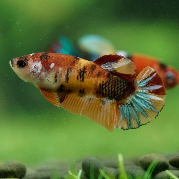 Multicolor/ Galaxy Koi Plakat- Female- 13 Weeks Old