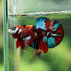 Multicolor/Galaxy Koi Plakat -16 weeks Old