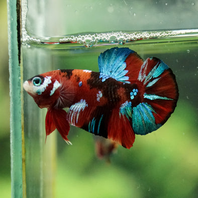 Multicolor/Galaxy Koi Plakat -16 weeks Old