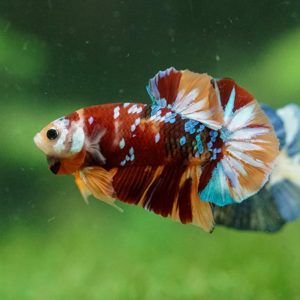 Multicolor/Galaxy Koi Plakat -14 weeks Old