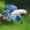 Galaxy/Candy Koi Halfmoon - 14 weeks old