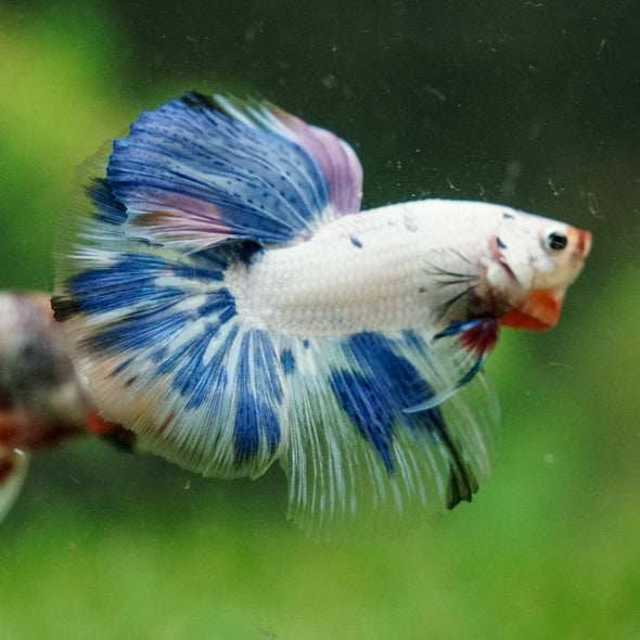 Galaxy/Candy Koi Halfmoon - 14 weeks old