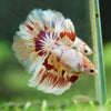 Galaxy/Candy Koi Halfmoon - 14 weeks old