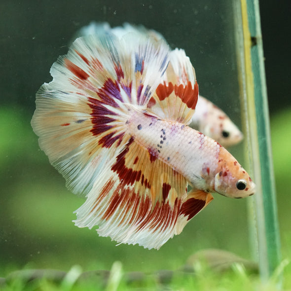 Galaxy/Candy Koi Halfmoon - 14 weeks old