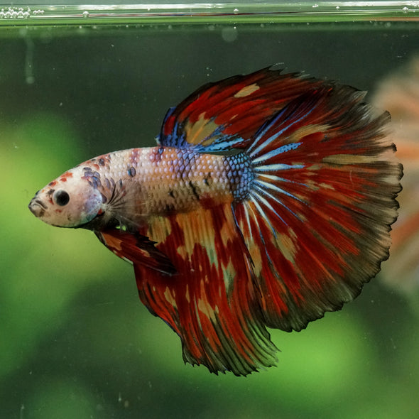 Galaxy/Candy Koi Halfmoon - 14 weeks old