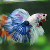 Galaxy/Candy Koi Halfmoon - 14 weeks old