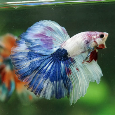 Galaxy/Candy Koi Halfmoon - 14 weeks old