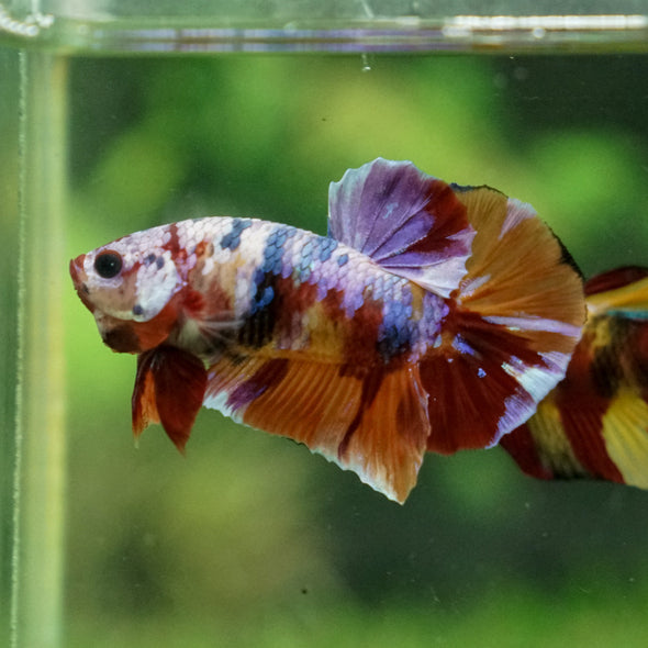 Multicolor/Galaxy Koi Plakat -13 weeks Old