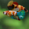 Multicolor/ Galaxy Koi Plakat- Female- 13 Weeks Old