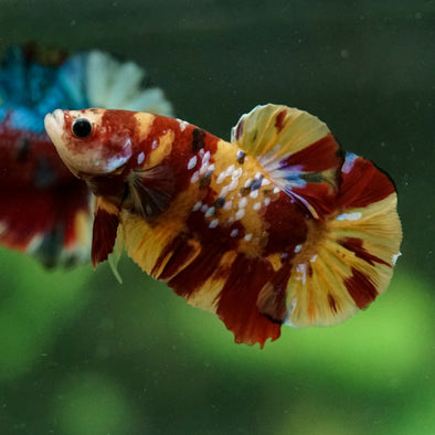 Multicolor/Galaxy Koi Plakat -15 weeks Old