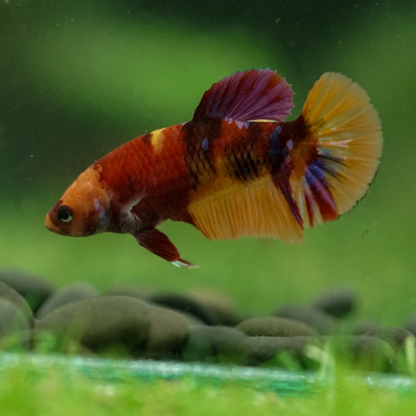 Multicolor/ Galaxy Koi Plakat- Female- 13 Weeks Old