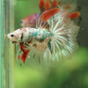 Galaxy/Candy Koi Halfmoon - 14 weeks old