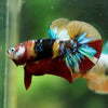 Multicolor/Galaxy Koi Plakat -16 weeks Old