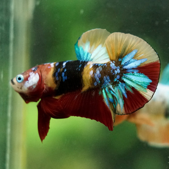 Multicolor/Galaxy Koi Plakat -16 weeks Old