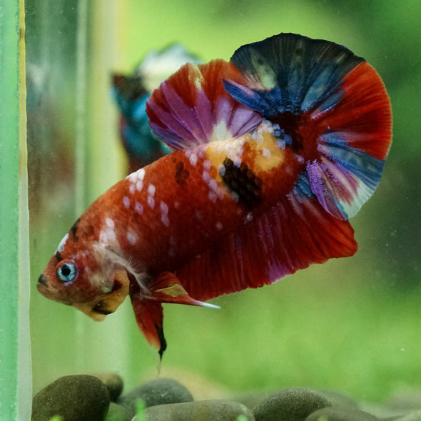 Multicolor/Galaxy Koi Plakat -15 weeks Old