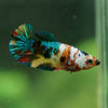 Multicolor/ Galaxy Koi Plakat- Female- 13 Weeks Old