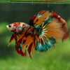 Galaxy/Candy Koi Halfmoon - 14 weeks old