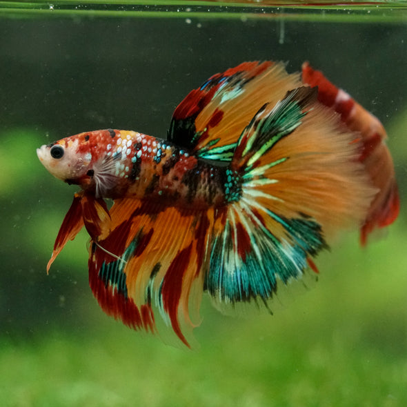 Galaxy/Candy Koi Halfmoon - 14 weeks old