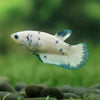 Blue/Green Dalmatian Plakat- Female